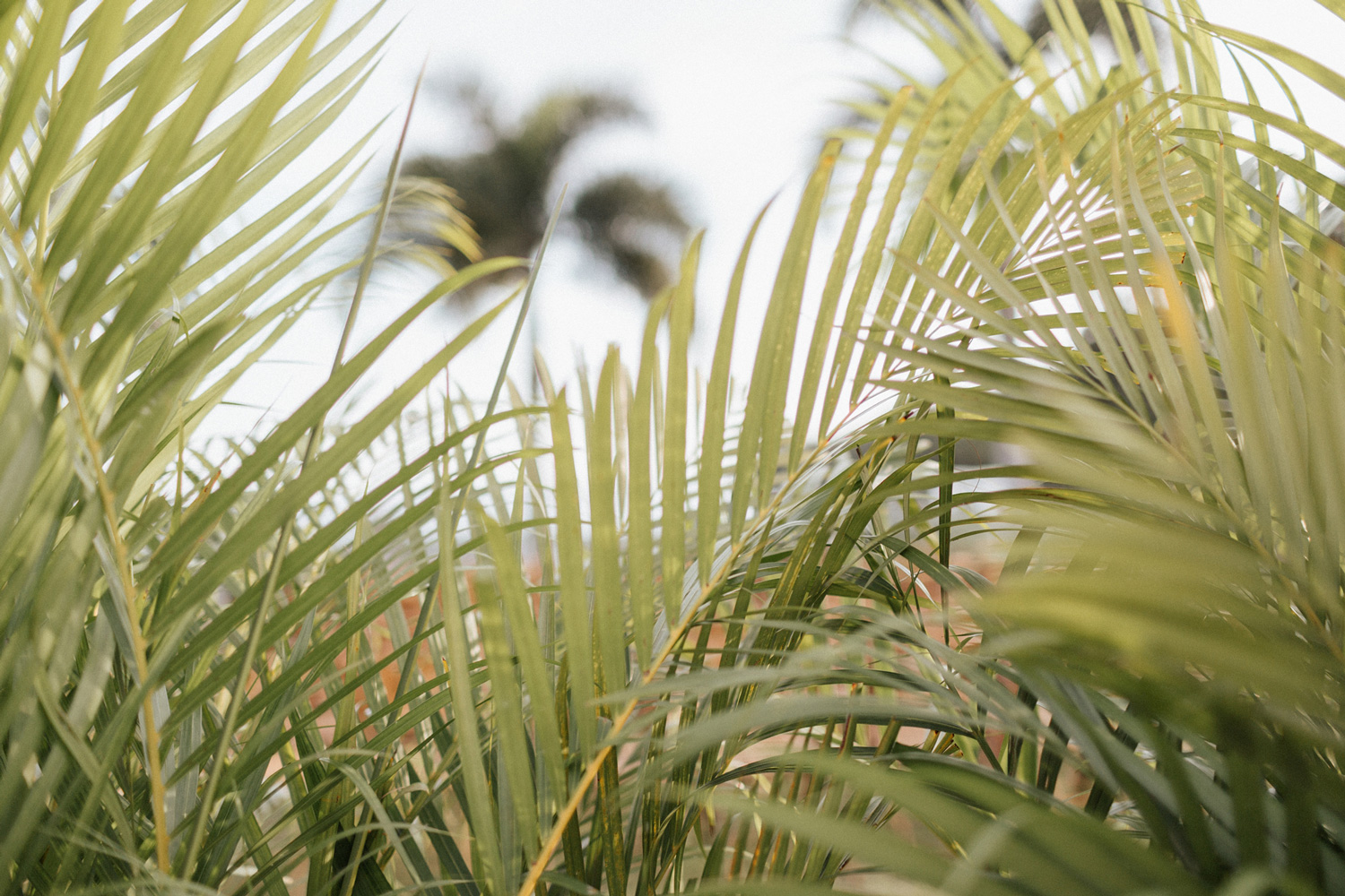 Tampa Yacht and Country Club Wedding