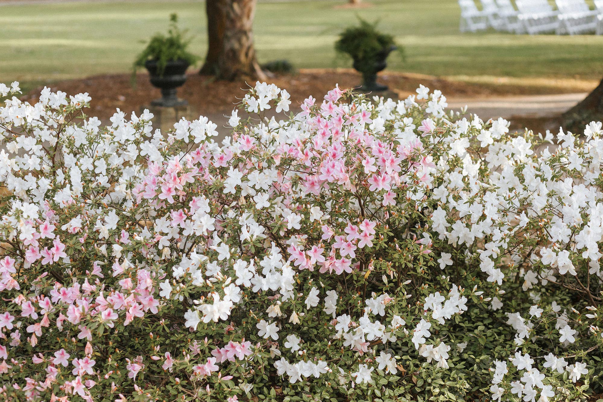 Charleston wedding films